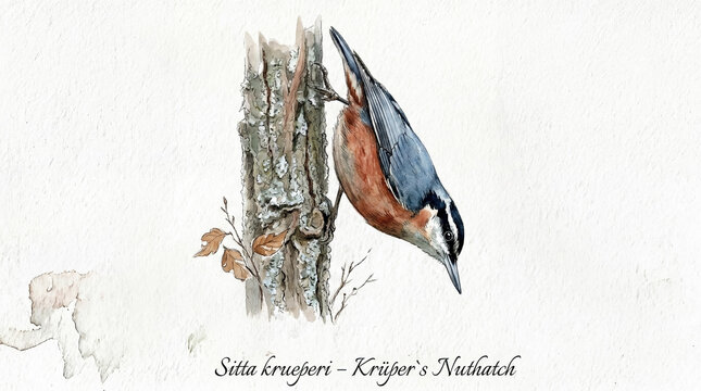 An illustration of the Anatolian nuthatch (Sitta krueperi) depicted on a tree against a white background. A watercolor piece featuring minimalist and elegant details.