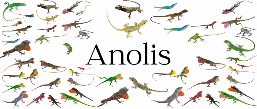 A collection of various colorful lizard species featuring the word &ldquo;Anolis&rdquo; on a white background. A set of scientific and decorative reptile illustrations.