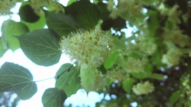 Bottom-up view of blooming Lime tree also known as Linden or Basswood tree (Tilia cordata) sways in the breeze against a blue sky