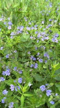 Spring flowering blue Veronica chamaedrys in Summer Meadow. Slow motion flower field footage.