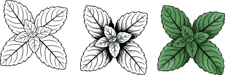 Fresh mint leaves vector set with clean outline engraved sketch and colored realistic illustrations for herbal tea packaging © MdMahedi