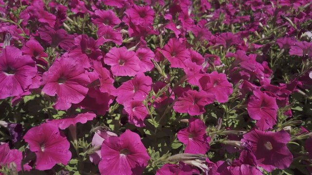 Colorful blooming field of petunias, panorama, close-up. Lush garden flowers creating vibrant floral background 