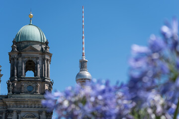 Berlin Cathedral and the TV Tower appear beyond blurred purple African lilies. The Agapanthus foreground creates a layered summer view of historic and modern landmarks. © Jakob