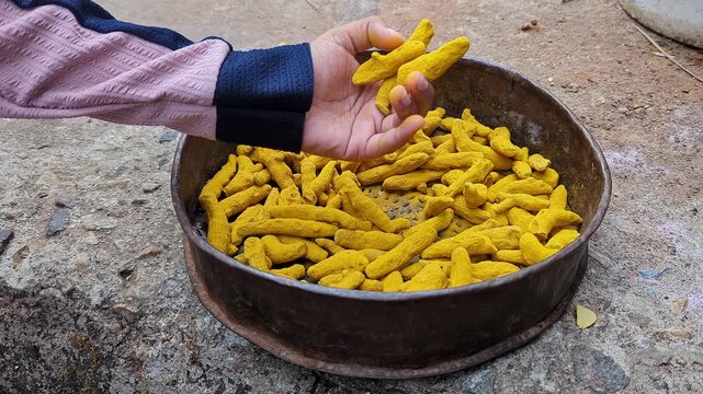 Closeup of handful of dried turmeric fingers in bowl being checked outdoors for dryness