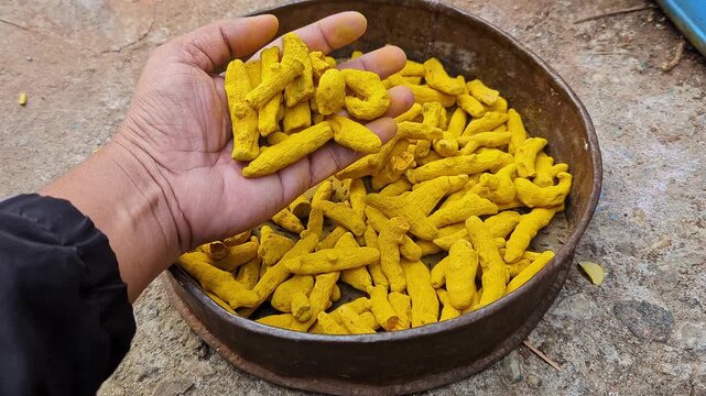 Closeup of handful of dried turmeric fingers in bowl being checked outdoors for dryness