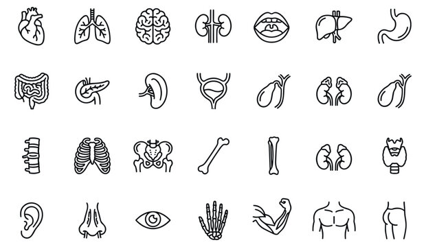 Human internal organs and anatomy line icon set, medical biology and healthcare outline icons on transparent background