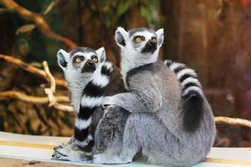 Naklejka premium ring tailed lemur