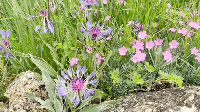 Vibrant purple cornflowers grow next to small pink dianthus blossoms. The colorful wildflowers thrive between green foliage and large, textured stones in a sunlit outdoor bed.