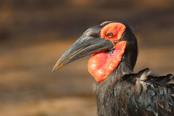 Kaffernhornrabe / Southern ground hornbill / Bucorvus leadbeateri © Ludwig