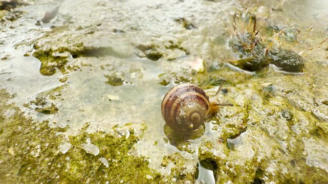 A brown striped snail emerges from its shell while moving over damp, mossy ground. Shallow pools of water glisten around the small creature in its damp nature environment.