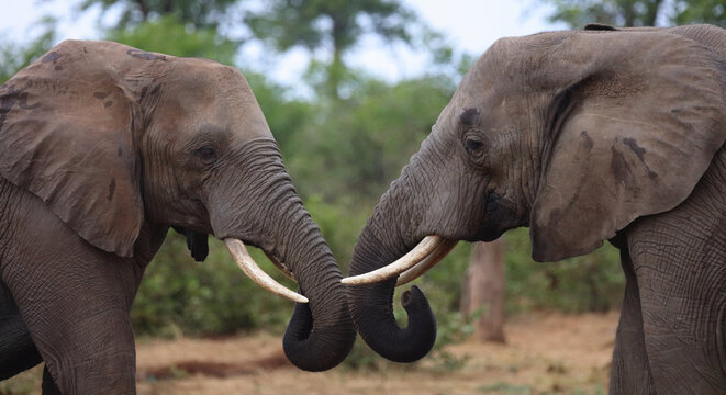 Afrikanischer Elefant / African elephant / Loxodonta africana