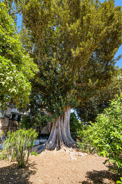 Parque Mar&iacute;a Luisa
