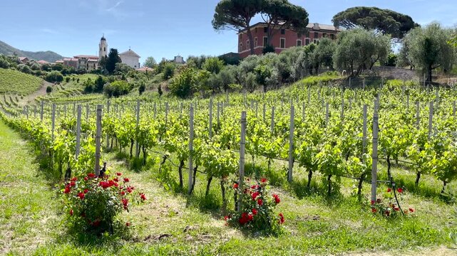 Wide panoramic view of lush vineyards with red roses and Italian village in Liguria. Horizontal video showing rows of green grapevines on sunny hillside with historic church. Mediterranean rural
