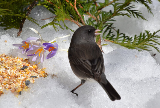 A junco bird in the garden, Sainte-Apolline, Qu&eacute;bec, Canada