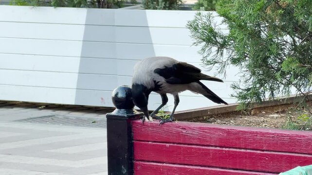 A hooded crow stands on the backrest of a red wooden bench and picks at food leftovers. This ordinary urban moment blends seamlessly into the distant, ambient hum of the morning city.