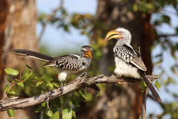 Rotringtoko oder Südlicher Gelbschnabeltoko / Southern yellow-billed hornbill / Tockus leucomelas © Ludwig