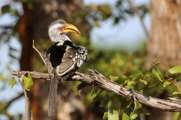 Rotringtoko oder Südlicher Gelbschnabeltoko / Southern yellow-billed hornbill / Tockus leucomelas © Ludwig