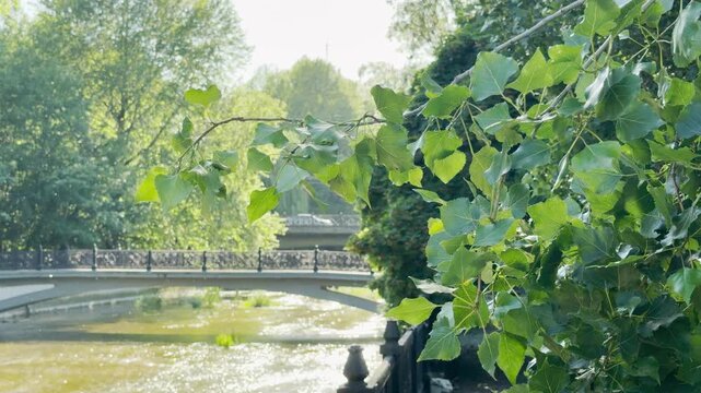 White poplar fluff floats through the bright air. Tiny seeds drift past vibrant green leaves and an arched bridge over a park river. The sunny outdoor scene feels calm and peaceful.