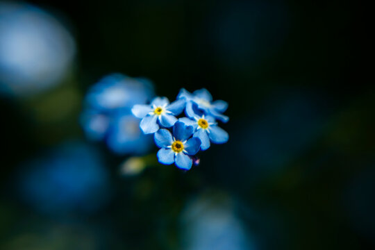 sylvatica myosotis flower blooms in the garden 