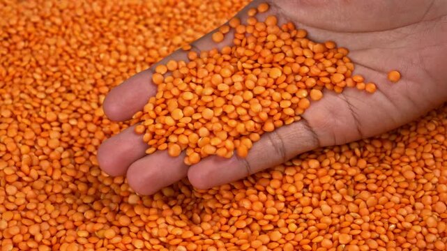 Hand grabbing and sifting through raw red lentils a close-up view of legumes being examined