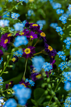 sylvatica myosotis flower blooms in the garden 