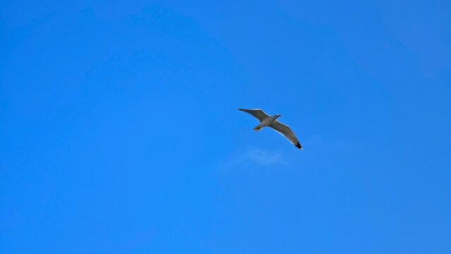 Image of white seagull bird fly in the blue sunny bright sky background photography poster banner hd ultra high resolution quality backdrop campaign