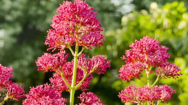 Bright red valerian flower clusters thrive on smooth green stems. The intricate blooms stand out clearly in the natural light. A soft, out of focus forest fills the background.