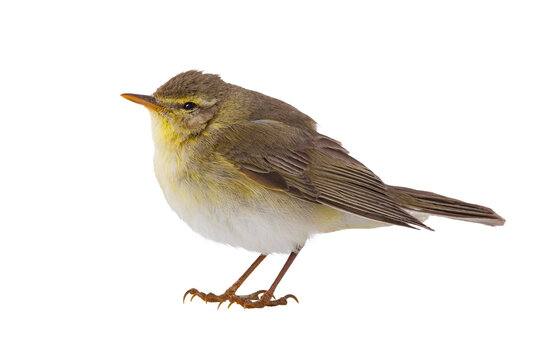 Willow warbler full body side view isolated on white background.
