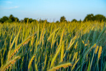 Obraz premium rye ears with long awns against blue sky, green agricultural field, summer harvest, grain cultivation, nature background, organic farming, cereal crop growing, summer nature scenery, farming land