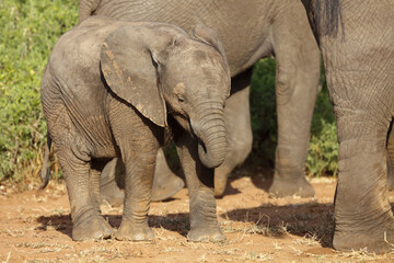 Naklejka premium Afrikanischer Elefant / African elephant / Loxodonta africana