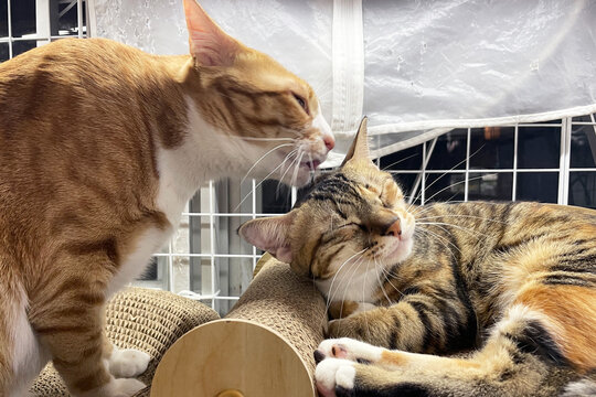 An orange-and-white tabby cat gently grooms the head of a relaxed calico tabby cat resting on a cardboard scratcher. The sleeping cat&rsquo;s eyes are closed, showing pure comfort and trust in this tender m