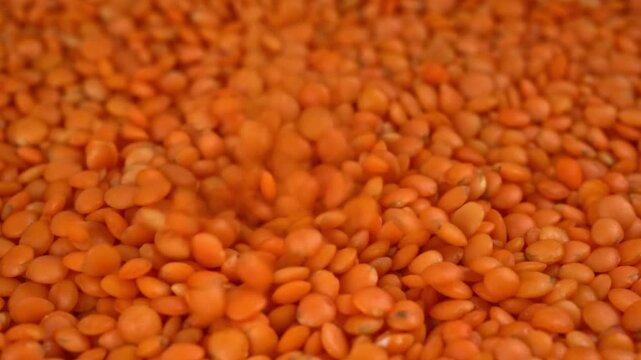 Macro shot of dry red lentils raining down and scattering across a surface