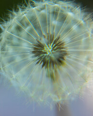 Obraz premium dandelion flower is a species of the genus dandelion of the Asteraceae family 