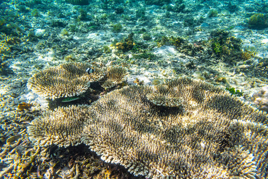 Island of the healthy hard coral under the Clear Water at The Coast of Kelor Island, in Komodo National Park, Labuan Bajo, Flores, Indonesia