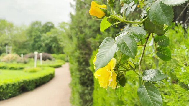 A fully opened yellow rose and a fresh bud grow on a branch. They hang next to a green hedge row. A quiet walking path curves gently through the blurred background.