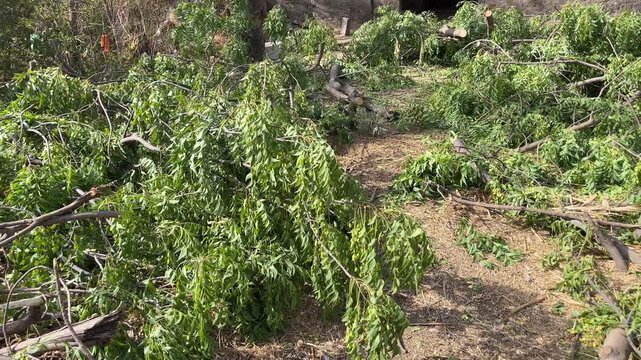 Fallen Neem tree branches with green leaves scattered on the ground after pruning