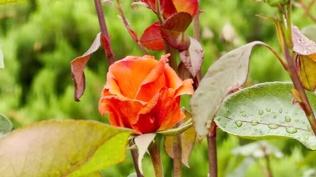 A single orange rose bud opens its layered petals. It grows on upright stems among wet green and reddish leaves. The beautiful plant thrives in a lush backyard garden.