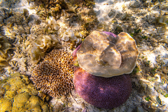 Pink anemone and corals background shot under the Clear Water at The Coast of Kelor Island, in Komodo National Park, Labuan Bajo, Flores, Indonesia