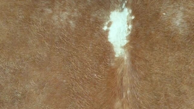 Beating a cow-skinned drum (bedug) inside a mosque