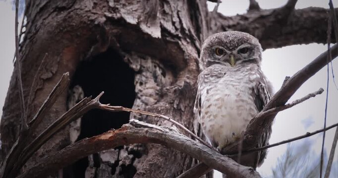 Spotted Owlet Athene brama perched on a dry tree branch next to a nesting hole in a tree trunk during the day. Close-up wildlife shot of a small owl in its natural habitat.
