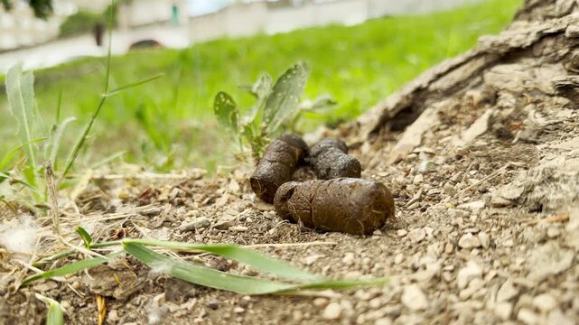 Animal scat rests on the dry dirt next to a leafy green weed. The brown droppings lie near the base of an old tree root. Soft green grass grows in the blurry background.