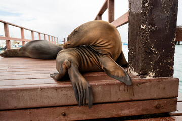 Galapagos sea lions sleeping on wooden dock, Galapagos Islands, Ecuador. Close view of two resting animals with harbor and railing behind. © Alisa