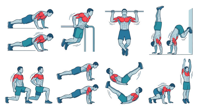 Vector Icons Calisthenics bodyweight workout exercises guide vector illustration showing muscle activation and training positions. EPS Editable