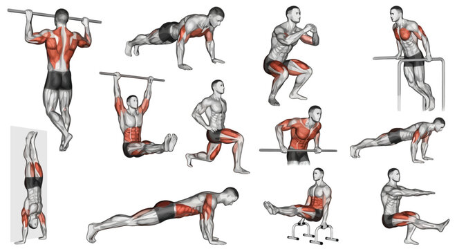 Vector Icons Calisthenics bodyweight exercise guide showing various workouts with highlighted muscle groups. EPS Editable
