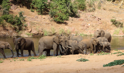 Fototapeta premium Afrikanischer Elefant / African elephant / Loxodonta africana