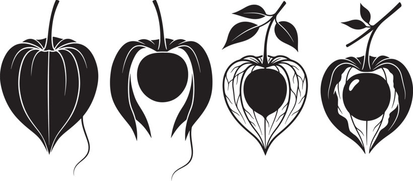 Collection of four physalis berries silhouette isolated on white background with physalis silhouette gooseberry vegetarian