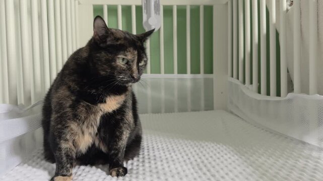 Cat sitting in empty baby crib 4k
