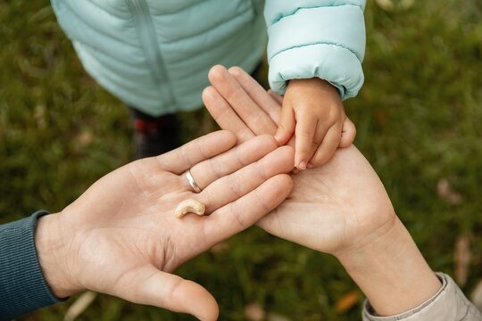 Adult hand holding a cashew nut while a toddler's hand reaches out to take it. Close-up family moment outdoors against blurred green grass.