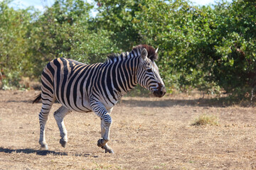 Obraz premium Steppenzebra / Burchell's zebra / Equus quagga burchellii