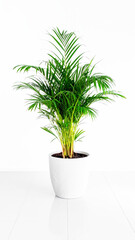 Fototapeta premium Indoor decorative palm plant in a white pot, light background. AI